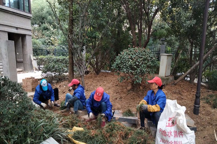 大量补种麦冬