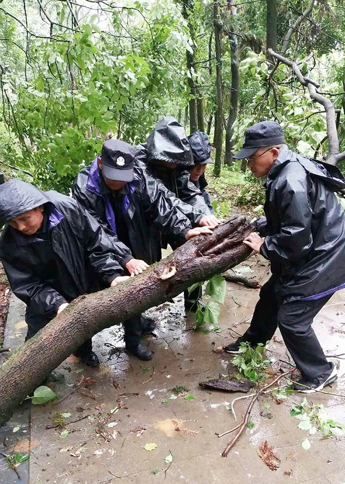 大雨后扶树木