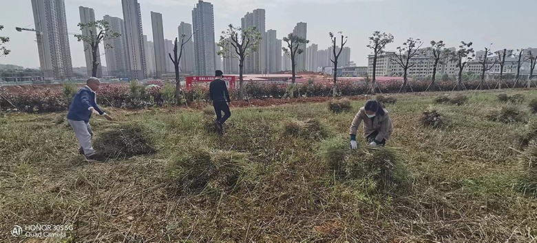 耕读农场油菜收割